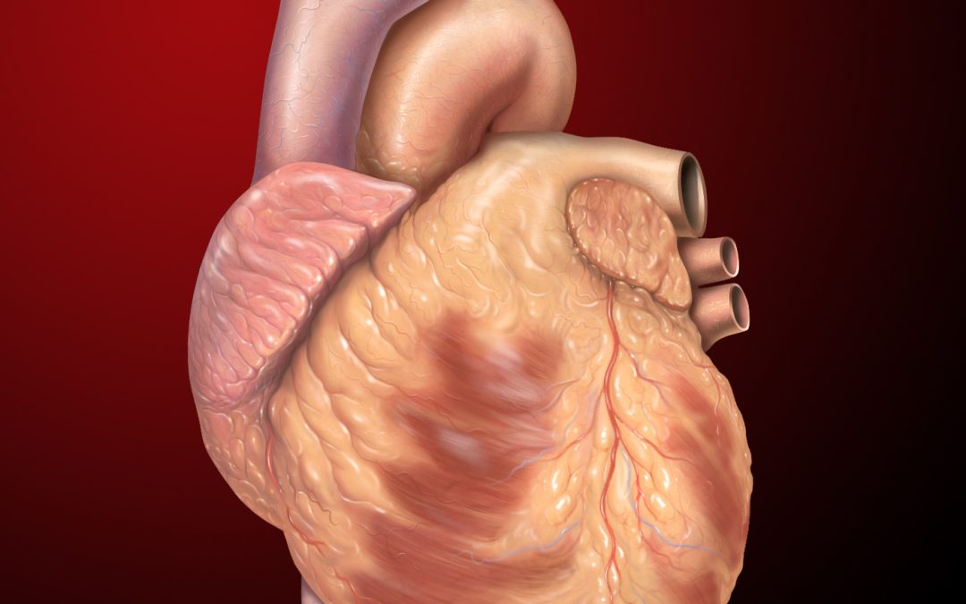 Dietary cholesterol and phytosterols contribute directly to heart disease