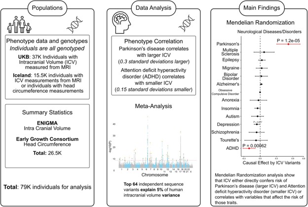 Size matters: Head circumference/intracranial volume correlates with volumes of cortical and sub-cortical regions, cognition, learning, and neurological traits.